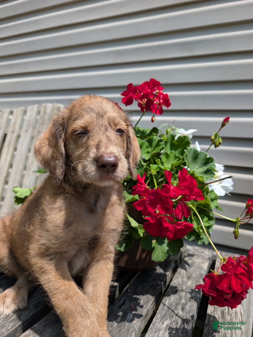 Labradoodle dogs for sale: Aspen Fern - Image 2