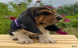 Basset Hound dogs for sale: Sadie - Image 16