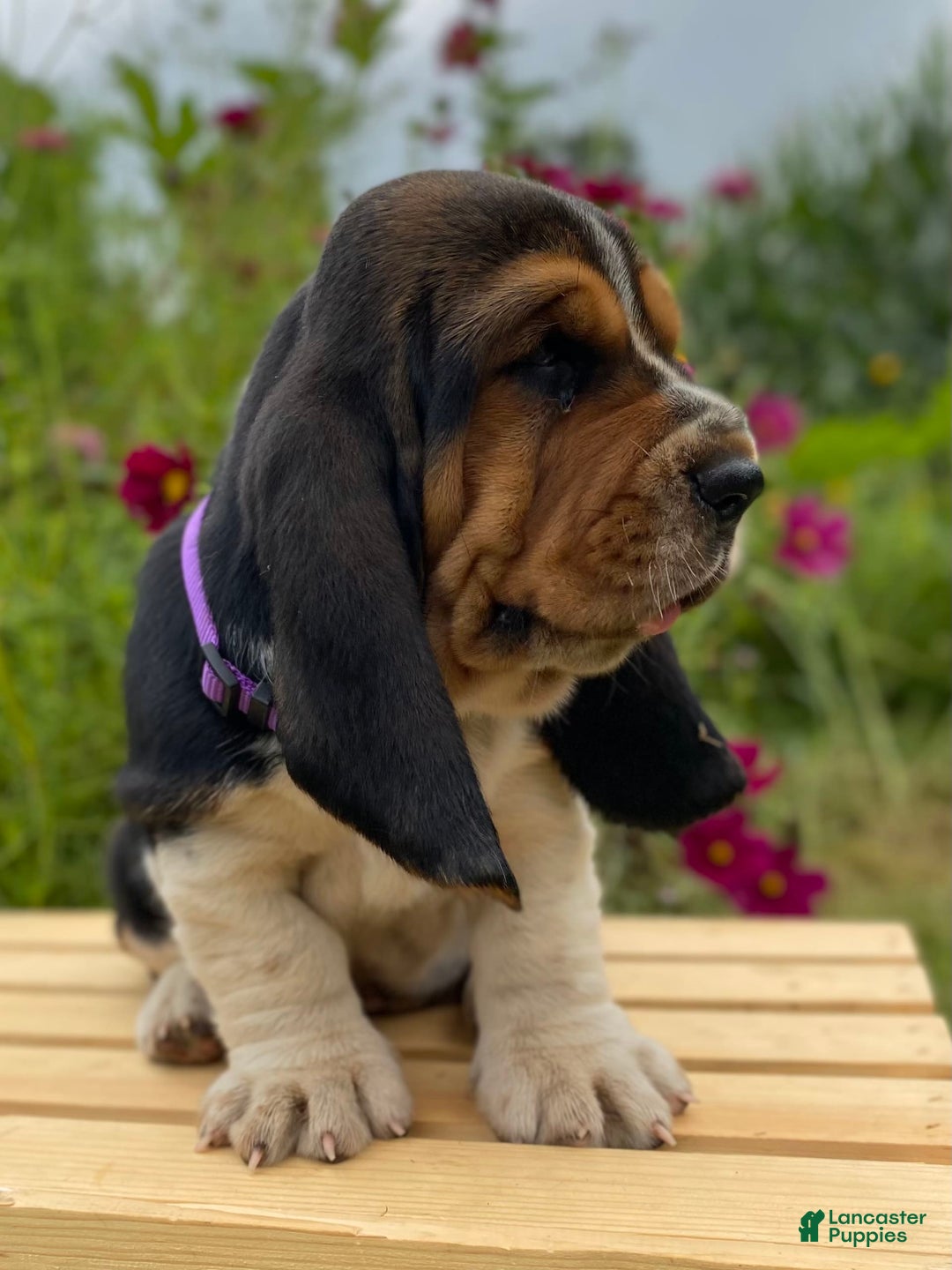 Basset Hound dogs for sale: Sadie - Image 16