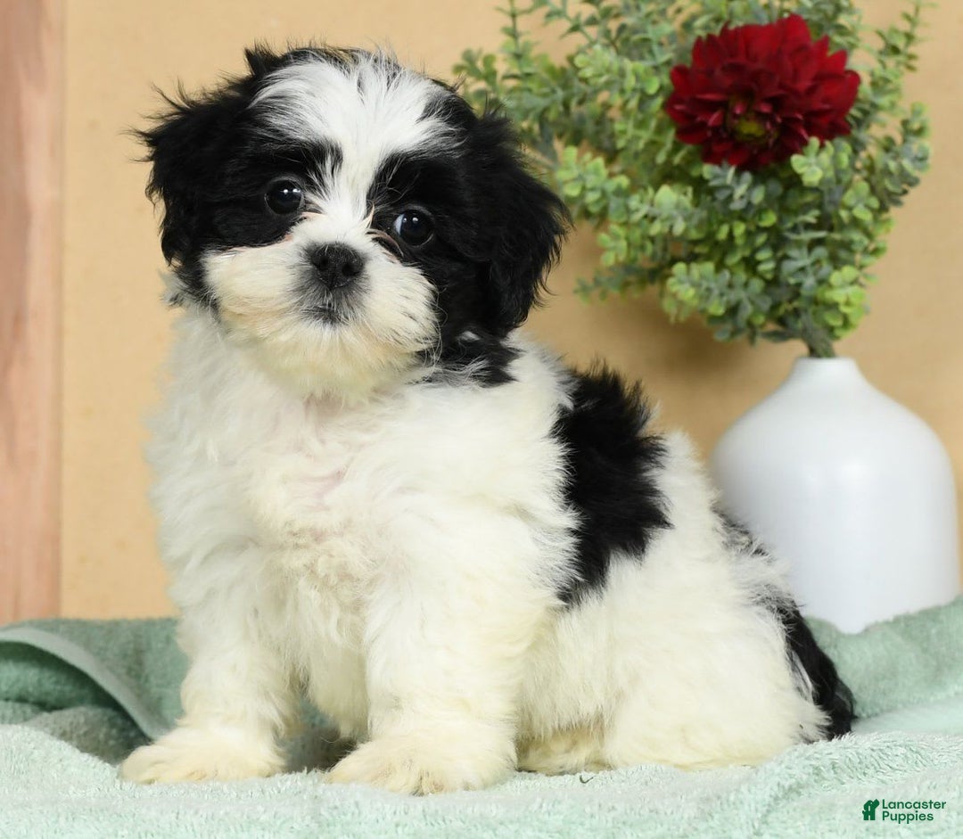 Teddy Bear dogs for sale: Summer - Image 8