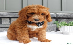 Cavapoo dogs for sale: Baxter - Image 9