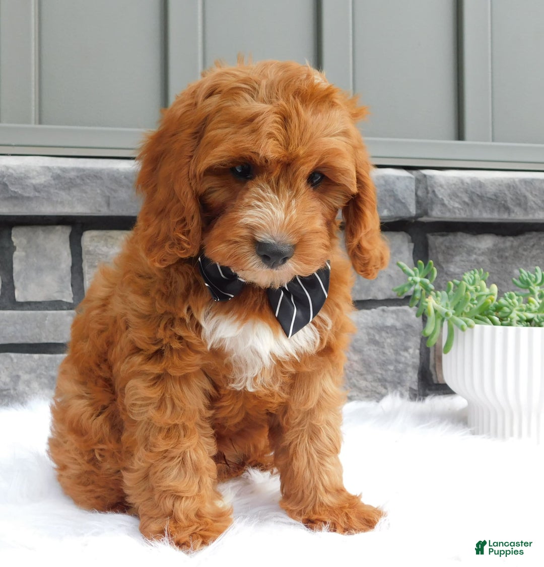 Cavapoo dogs for sale: Baxter - Image 9