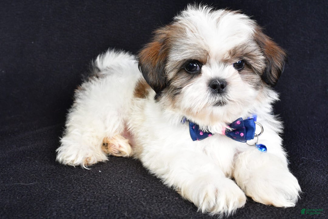 Shih Tzu dogs for sale: Lennie - Image 2