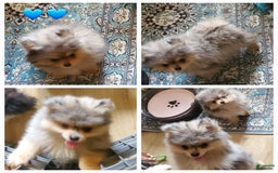 Pomeranian dogs for sale: Buzz - Image 10