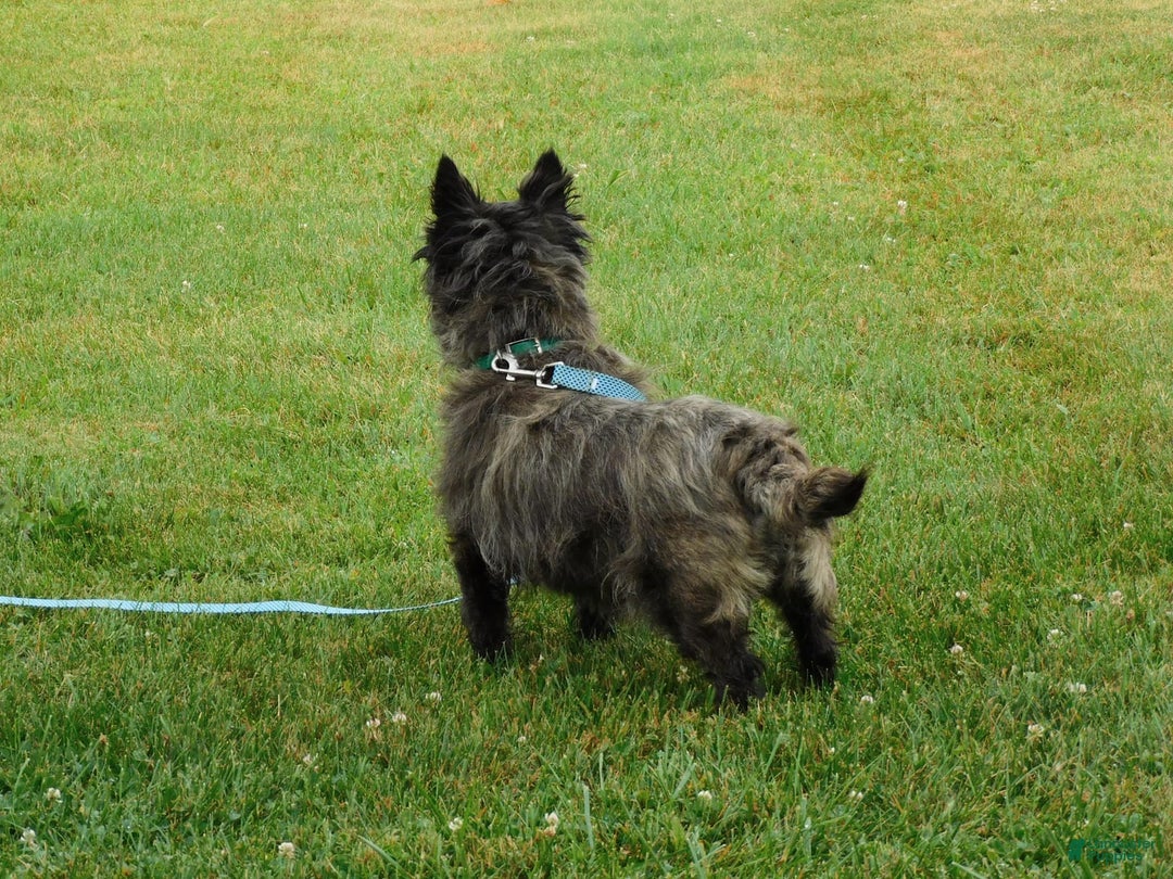 Cairn Terrier dogs for sale: Blackie - Image 2