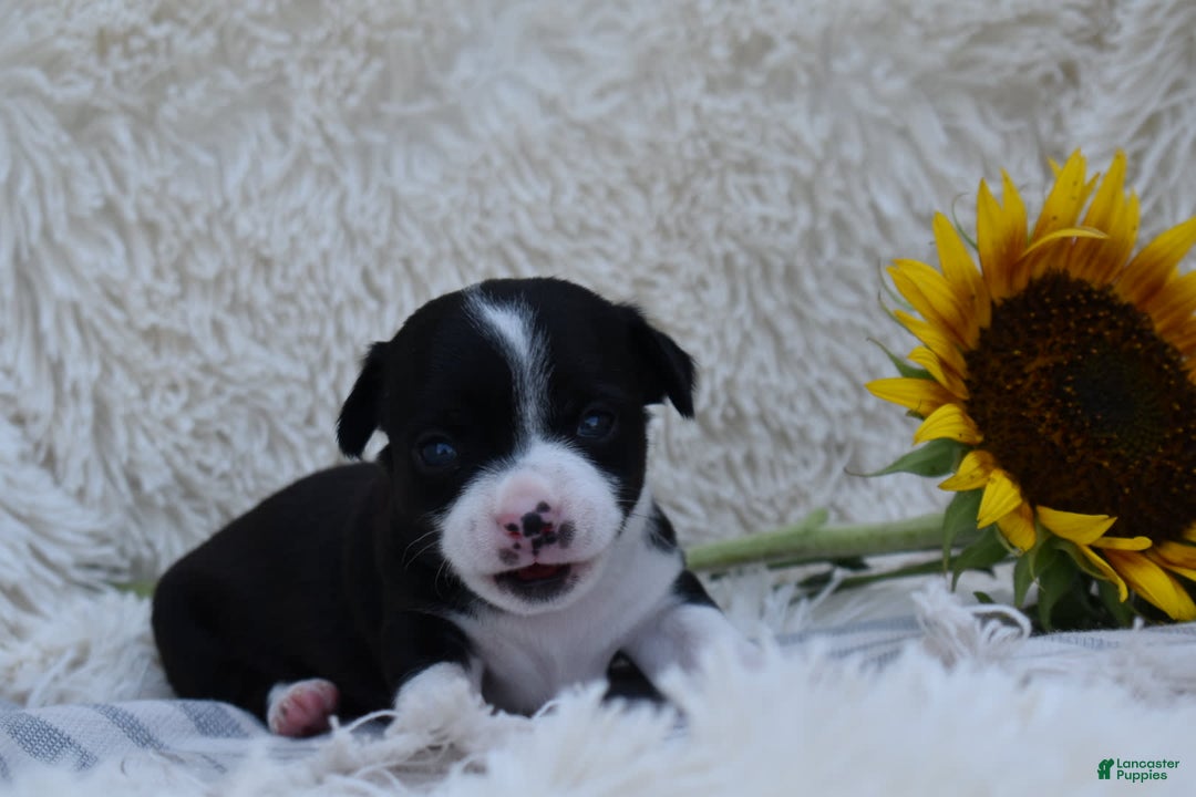 Chihuahua dogs for sale: Nord - Image 6