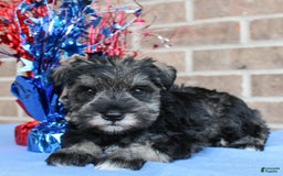 Miniature Schnauzer dogs for sale: Keira - Image 5