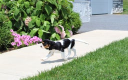 Cavalier King Charles Spaniel dogs for sale: Missy - Image 3
