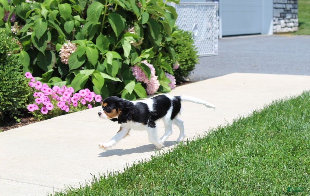 Cavalier King Charles Spaniel dogs for sale: Missy - Image 3