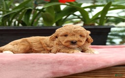 Mini Goldendoodle dogs for sale: Zorro - Image 7