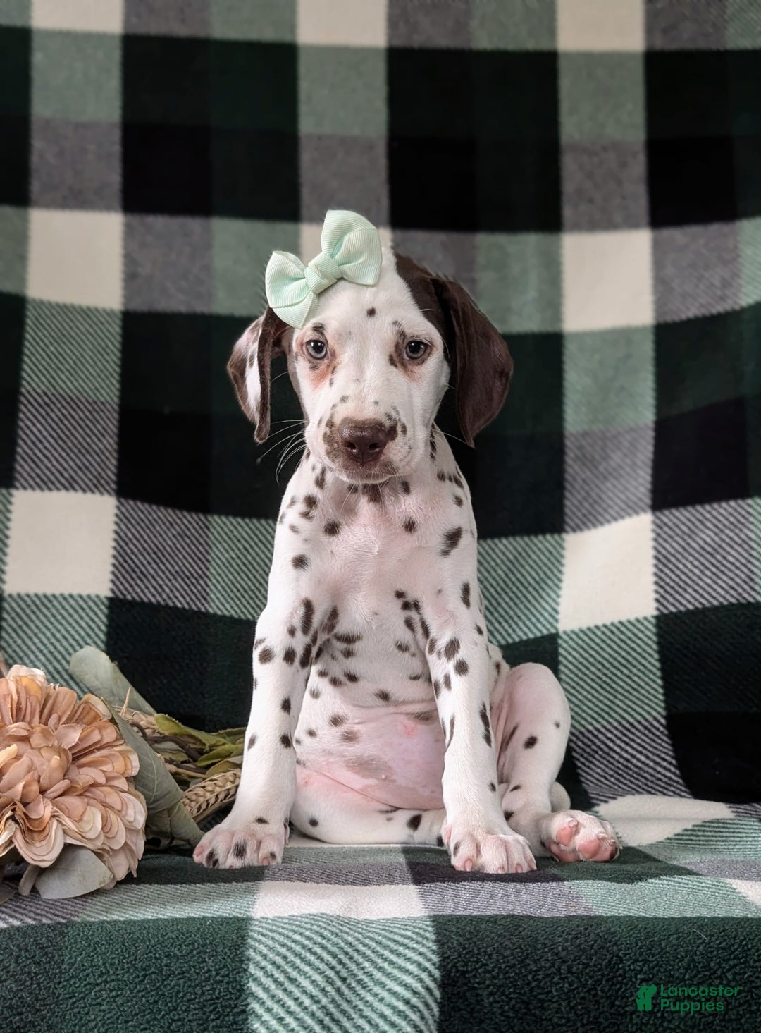 Dalmatian dogs for sale: Katherina Liver - Image 3