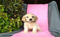 Cocker Spaniel dogs for sale: Elliot - Image 1