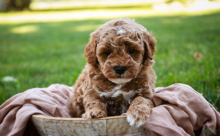 Miniature Poodle dogs for sale - Ad 4
