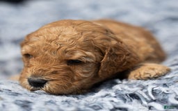 Standard Poodle dogs for sale: Rachel - Image 10