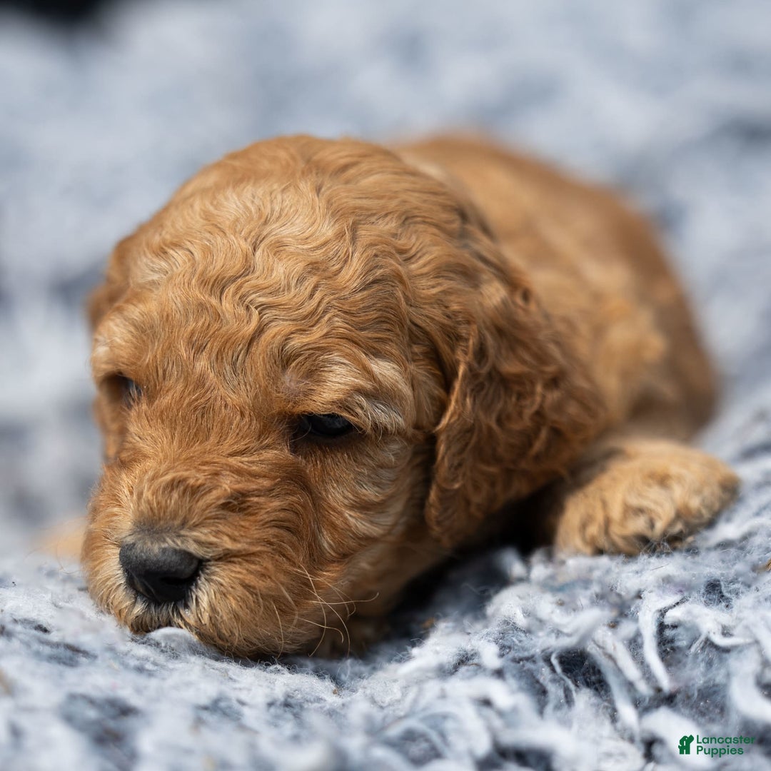 Standard Poodle dogs for sale: Rachel - Image 10