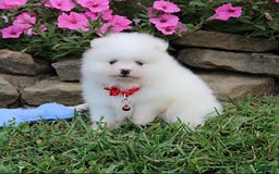 Pomeranian dogs for sale: Kaden - Image 17