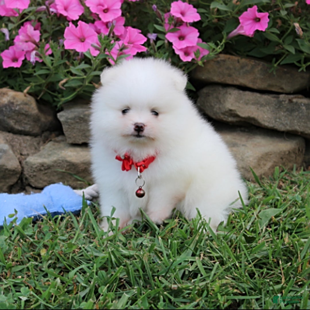 Pomeranian dogs for sale: Kaden - Image 17