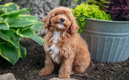 Miniature Poodle dogs for sale: Kodi - Image 3