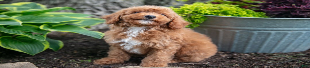 Kodi