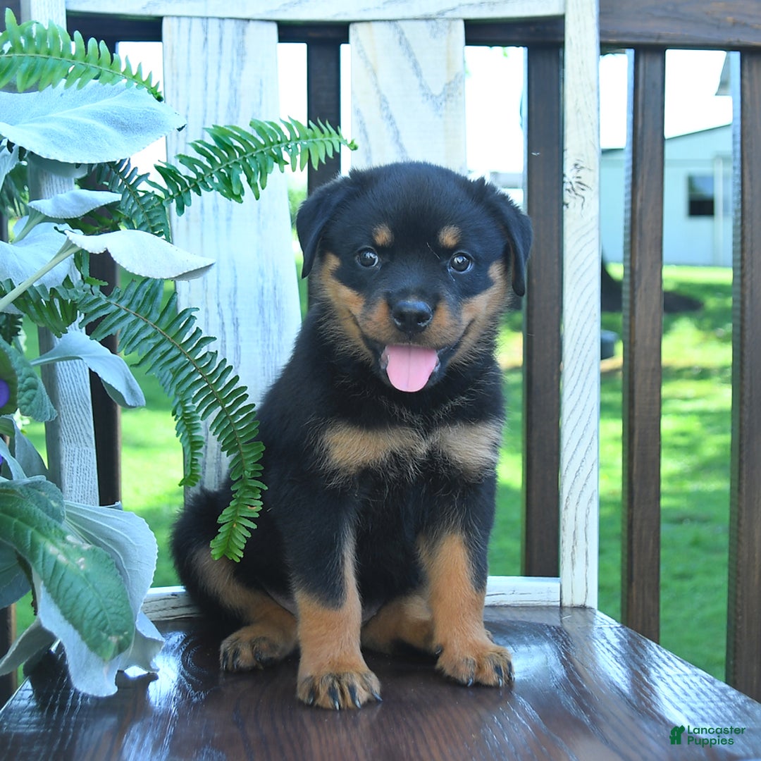 Rottweiler dogs for sale: Paige - Image 4