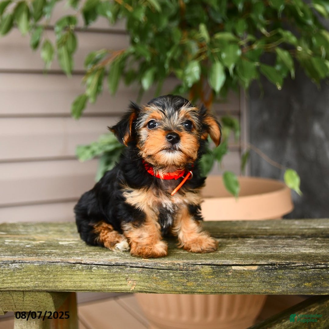 Yorkshire Terrier dogs for sale: Hava - Image 2