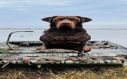 Labrador Retriever dogs for sale: Labrador Retriever 3 puppies - Image 15
