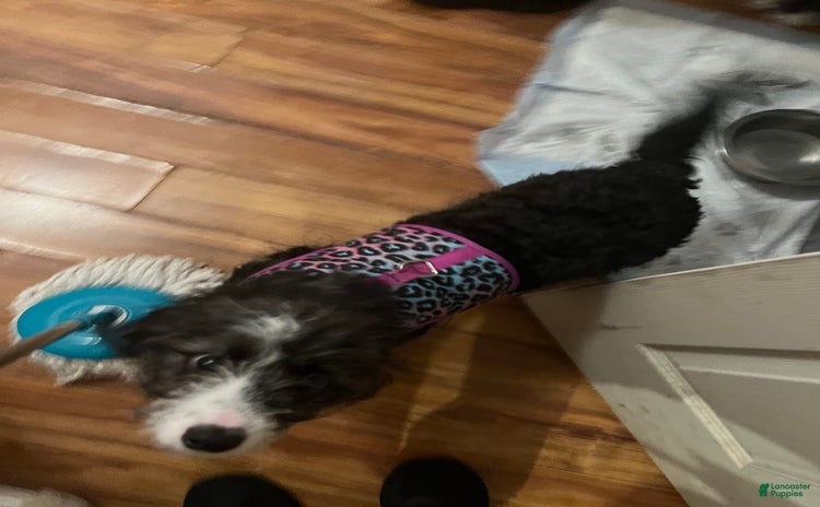Aussiedoodle dogs - Advert 3