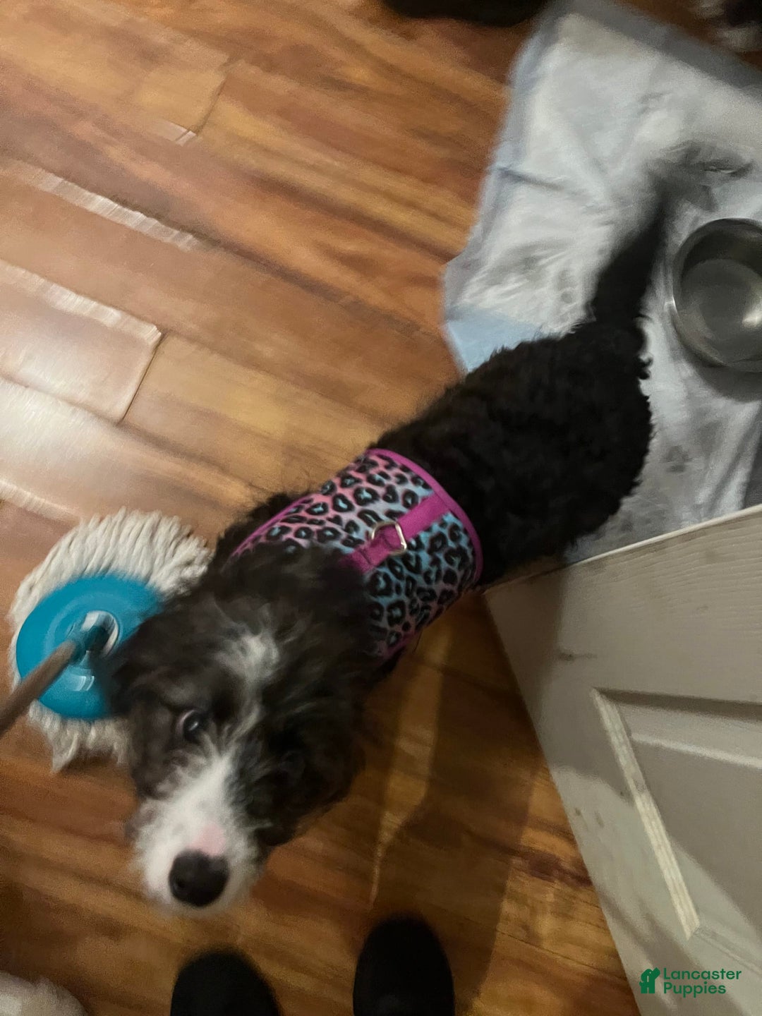 Aussiedoodle dogs for sale: Honey - Image 2