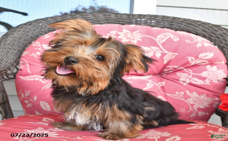 Yorkshire Terrier dogs for sale - Ad 5
