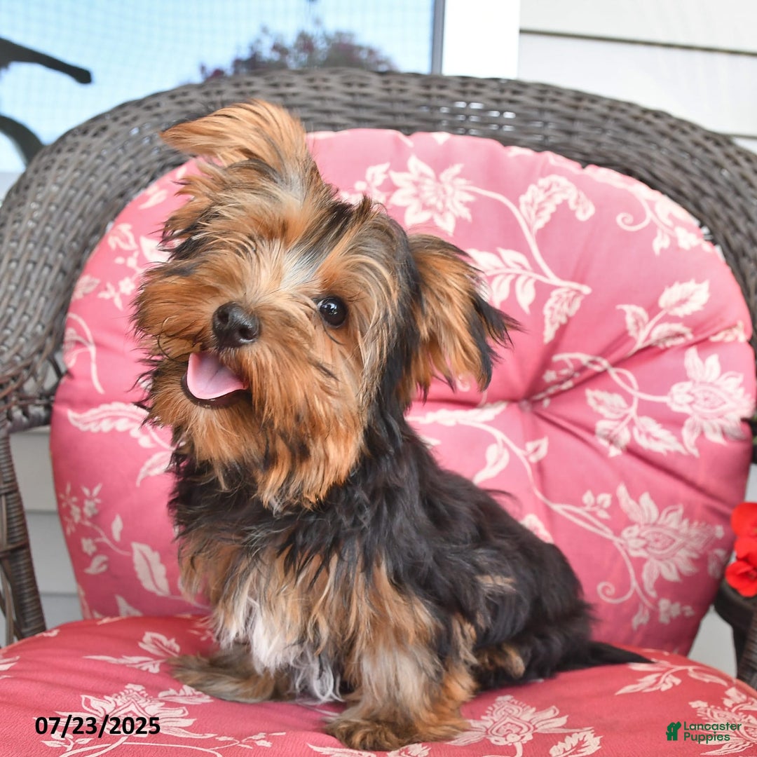 Yorkshire Terrier dogs for sale: Lilac - Image 4