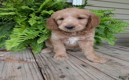 Goldendoodle dogs for sale: Lolly - Image 4