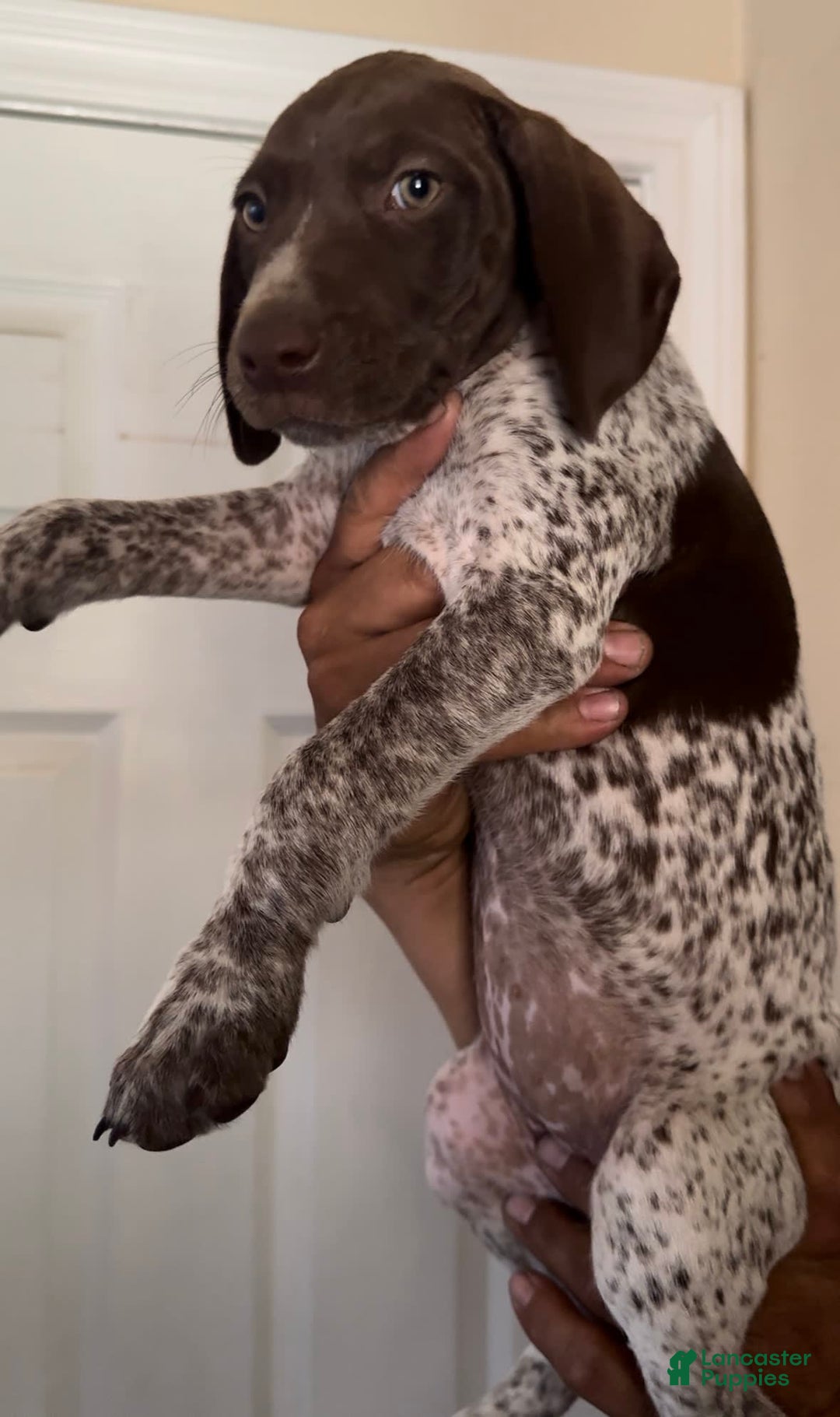 German Shorthaired Pointer dogs for sale: Girl 3 - Image 2