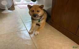 Shiba Inu dogs for sale: 2 Spot - Image 4