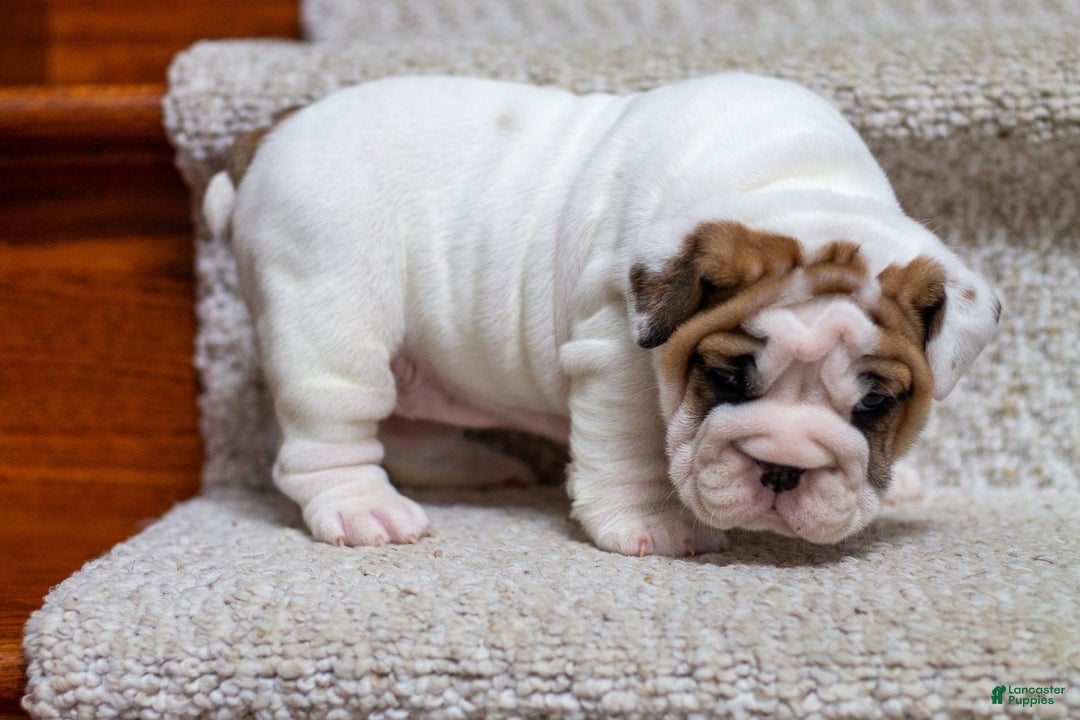 English Bulldog dogs for sale: Lola - Image 2