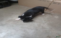 Border Collie dogs for sale: Bb Girl - Image 1