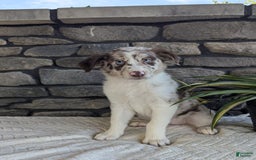 Australian Shepherd dogs for sale: Skye - Image 1