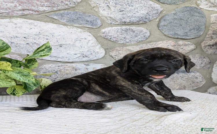 English Mastiff dogs for sale - Ad 2