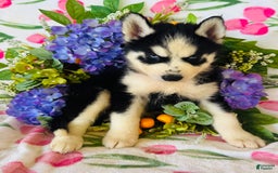 Siberian Husky dogs for sale: Rip - Image 9