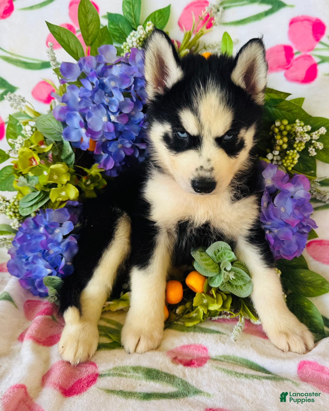 Siberian Husky dogs for sale: Rip - Image 9
