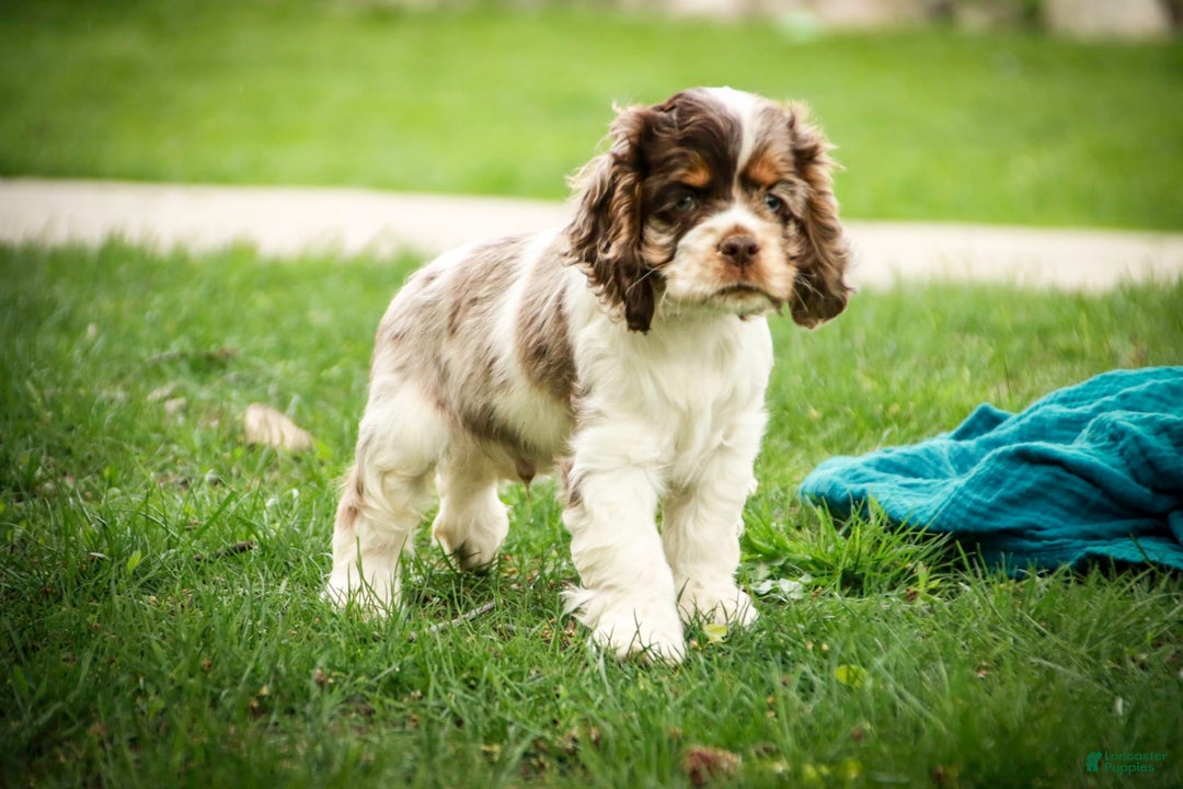 Cocker Spaniel dogs for sale: Beckham - Image 15