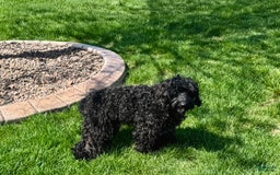 Cockapoo dogs for sale: Brent - Image 4
