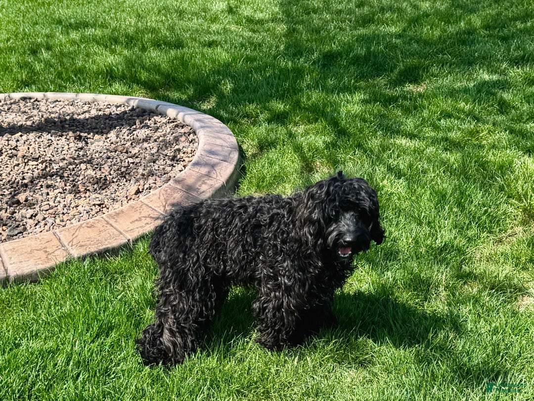 Cockapoo dogs for sale: Brent - Image 4