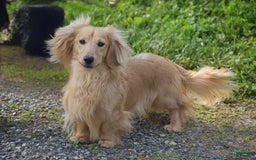 Miniature Dachshund dogs for sale: Dallas - Image 10