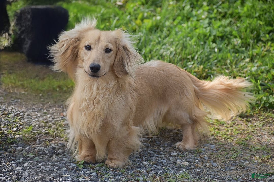 Miniature Dachshund dogs for sale: Dallas - Image 10