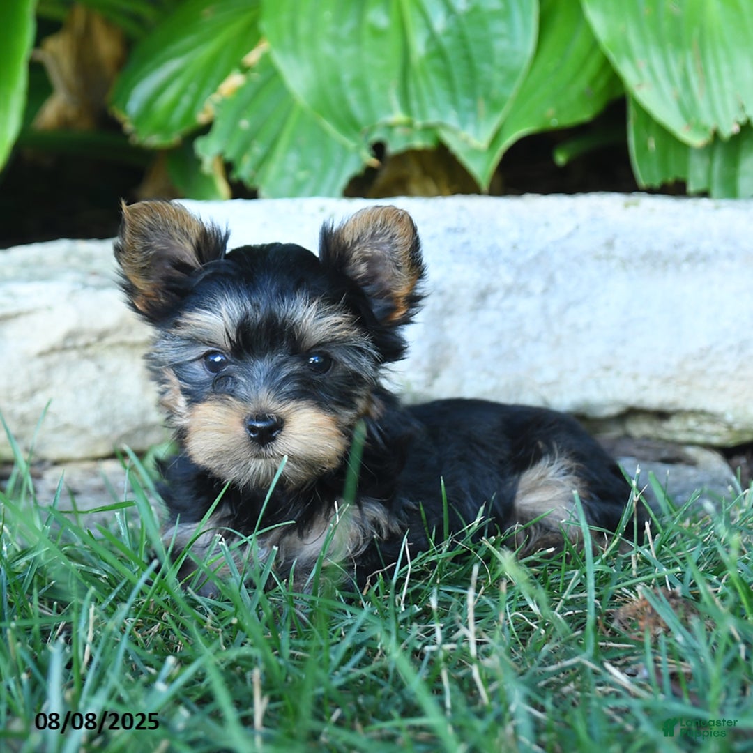 Yorkshire Terrier dogs for sale: Takoda - Image 4