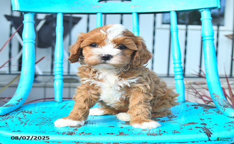 Cavapoo dogs for sale - Ad 1