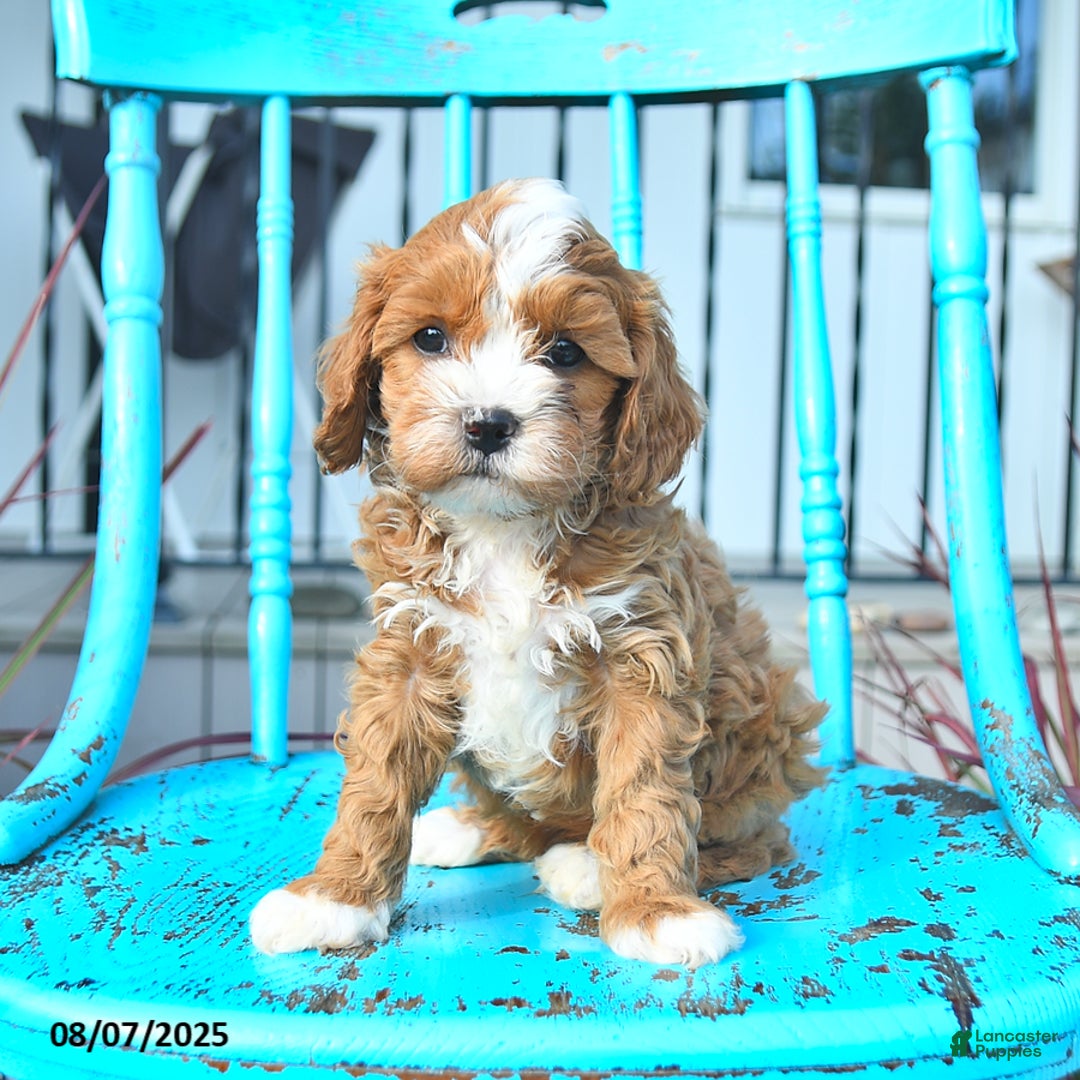 Cavapoo dogs for sale: Ace - Image 1