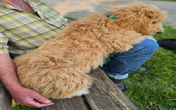 Great Pyrenees dogs for sale: Pyredoodle Fb - Image 7