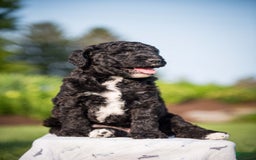 Goldendoodle dogs for sale: Jeneva - Image 8