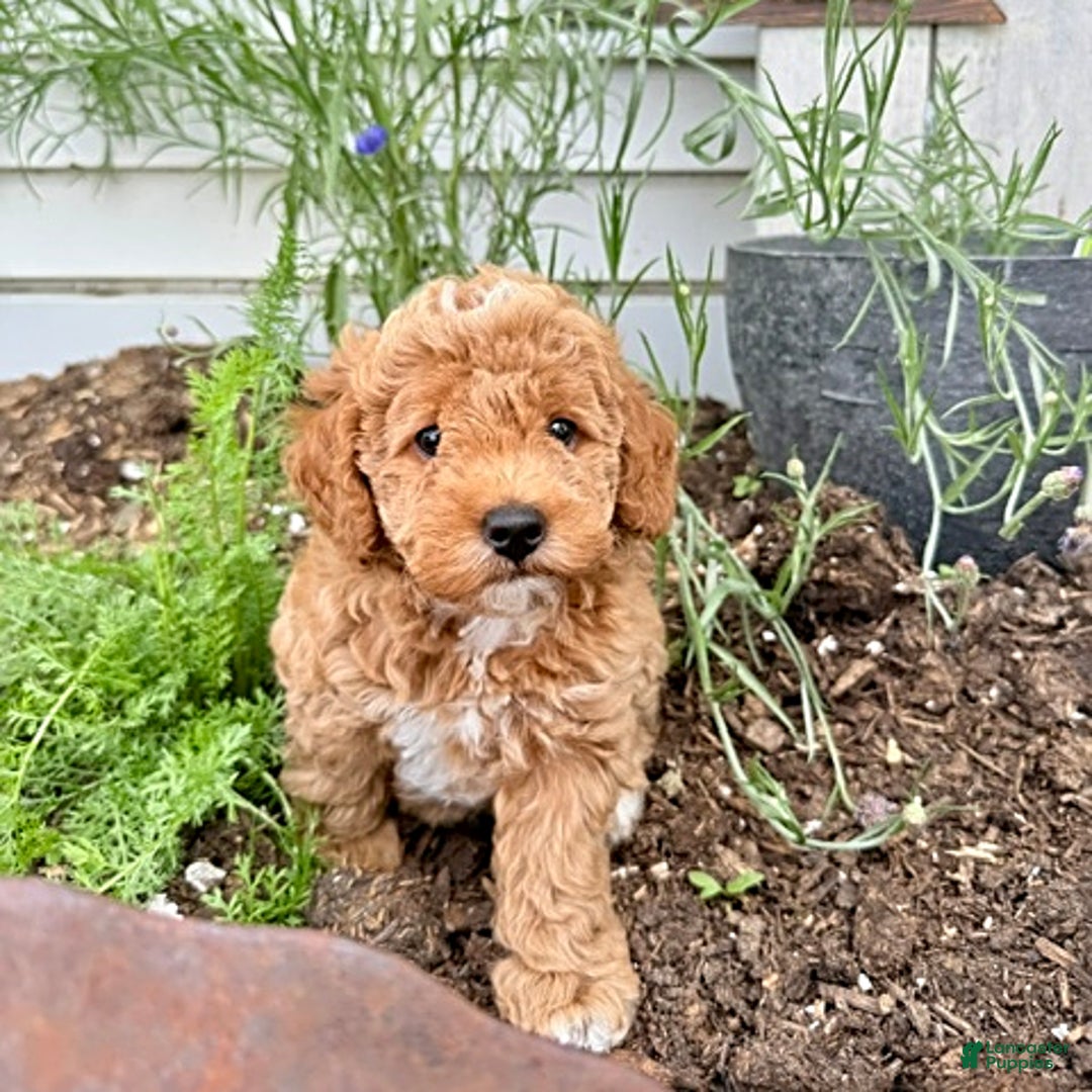 Miniature Poodle dogs for sale: Carmon - House Raised - Image 3